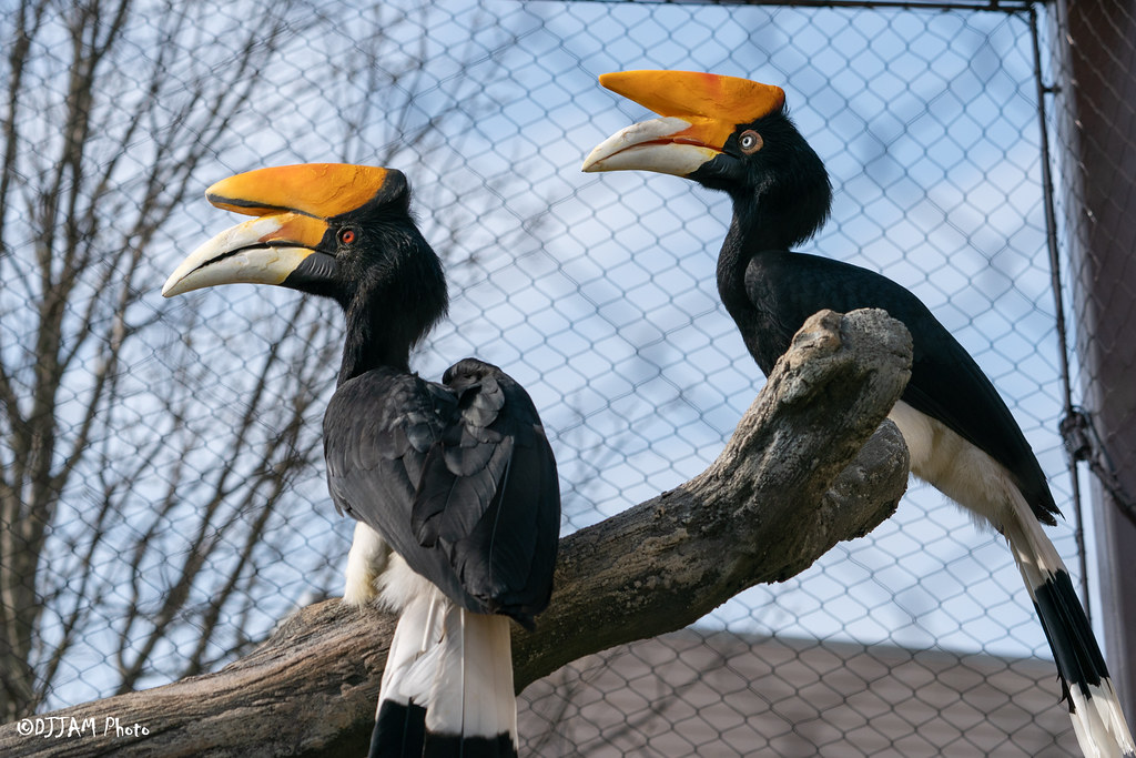 rhino hornbills at elephant trek