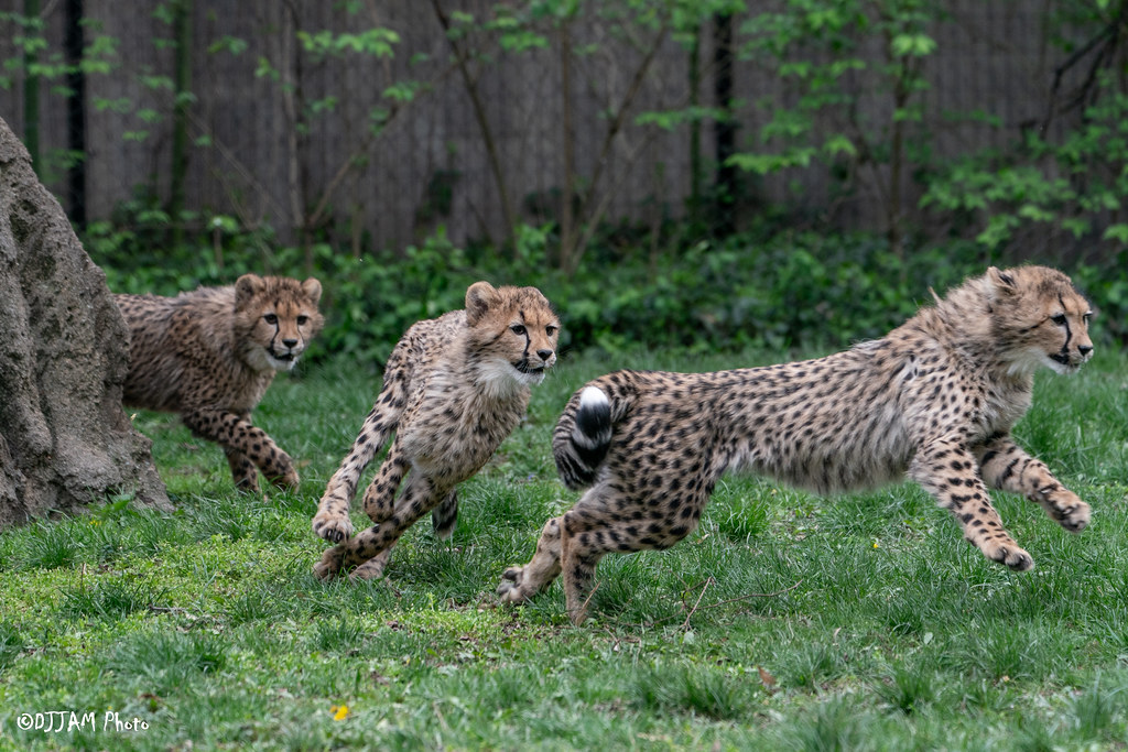 zola lulu kiara cheetah cubs
