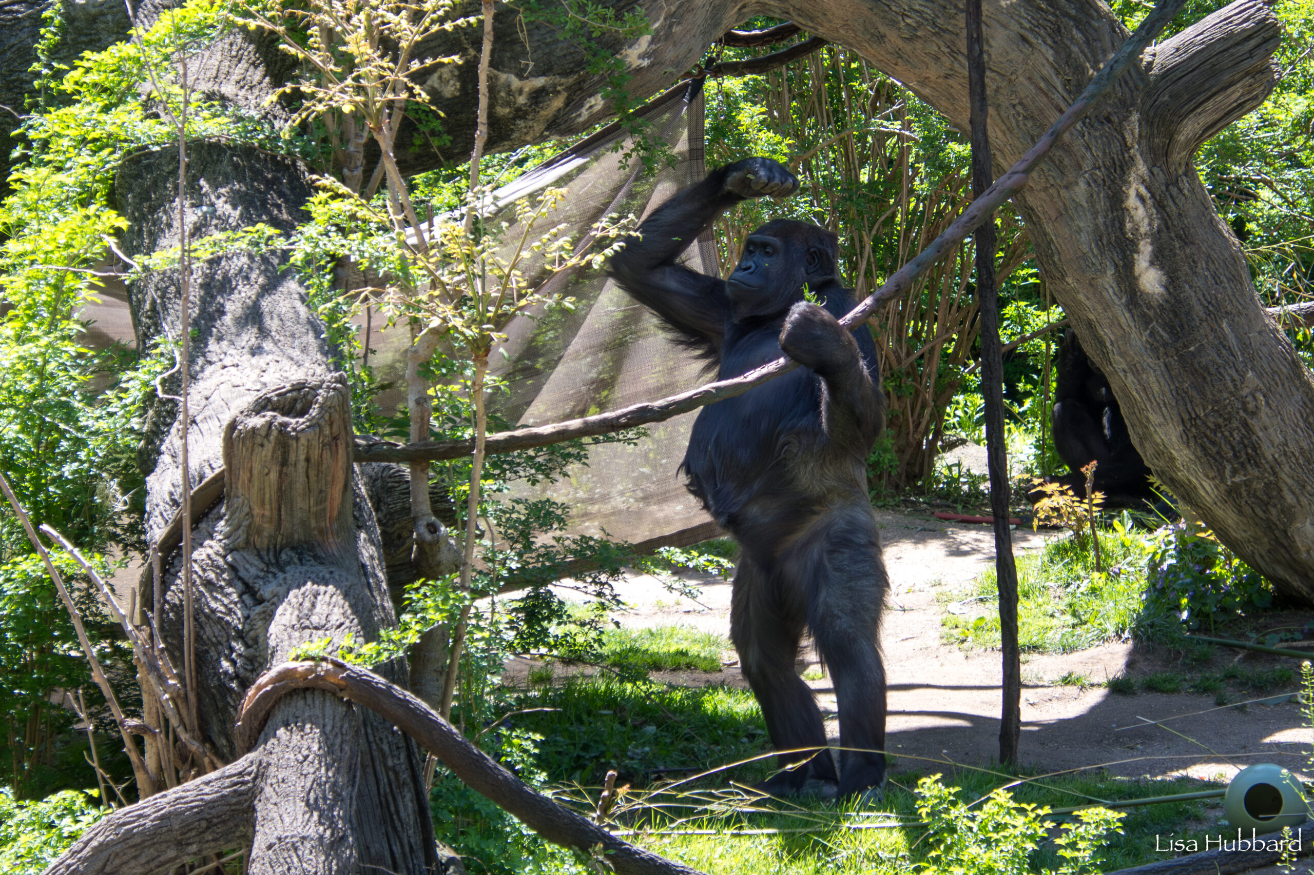Baby Bump Spotted in Cincinnati Zoo’s Gorilla World!