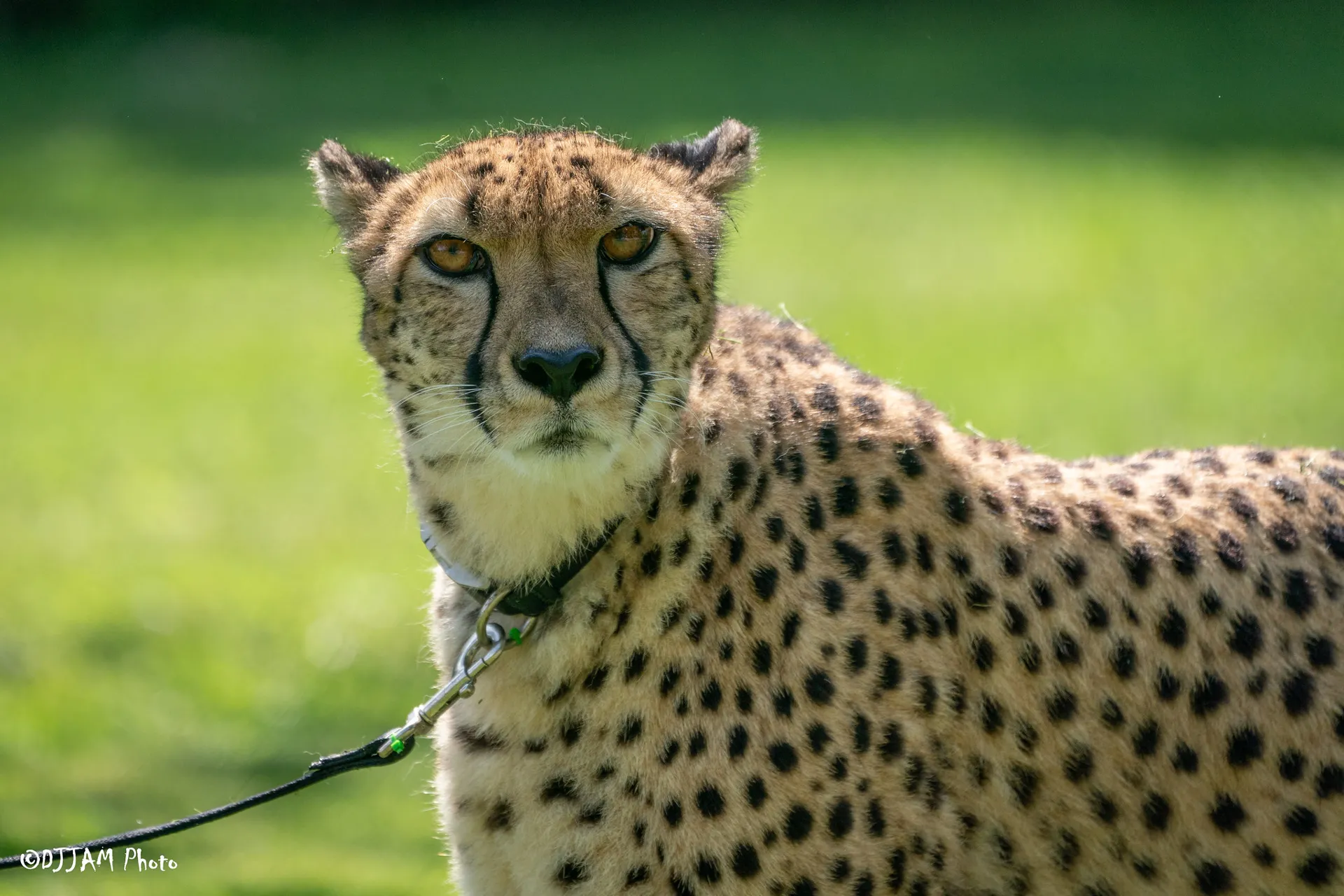 kris the cheetah