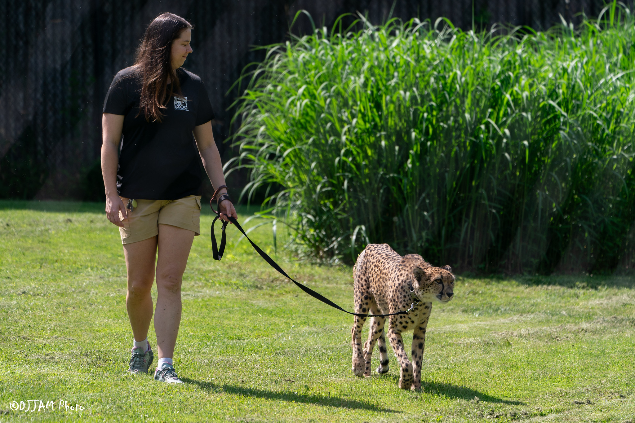 kris the cheetah with keeper