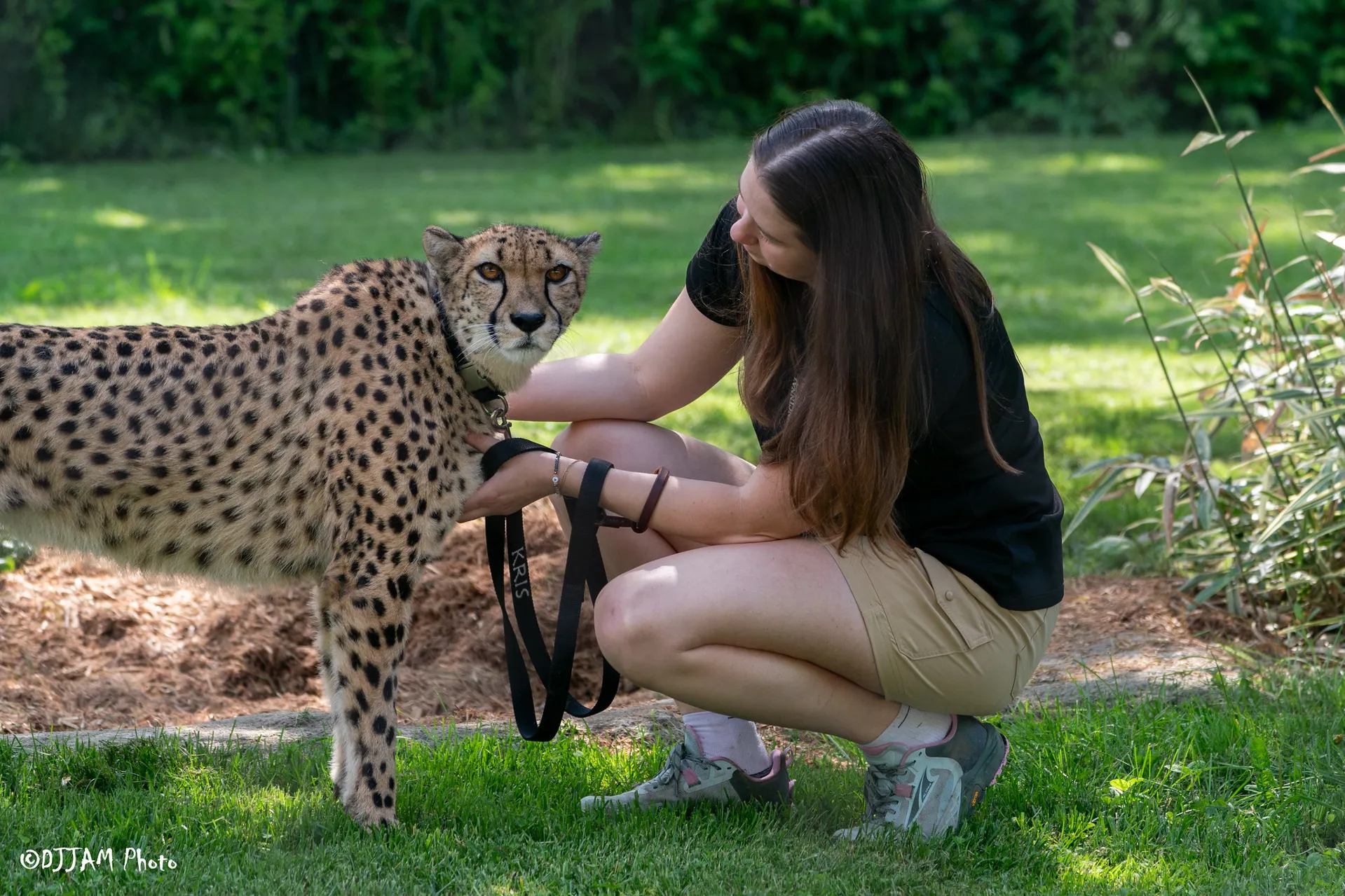 kris the cheetah with keeper
