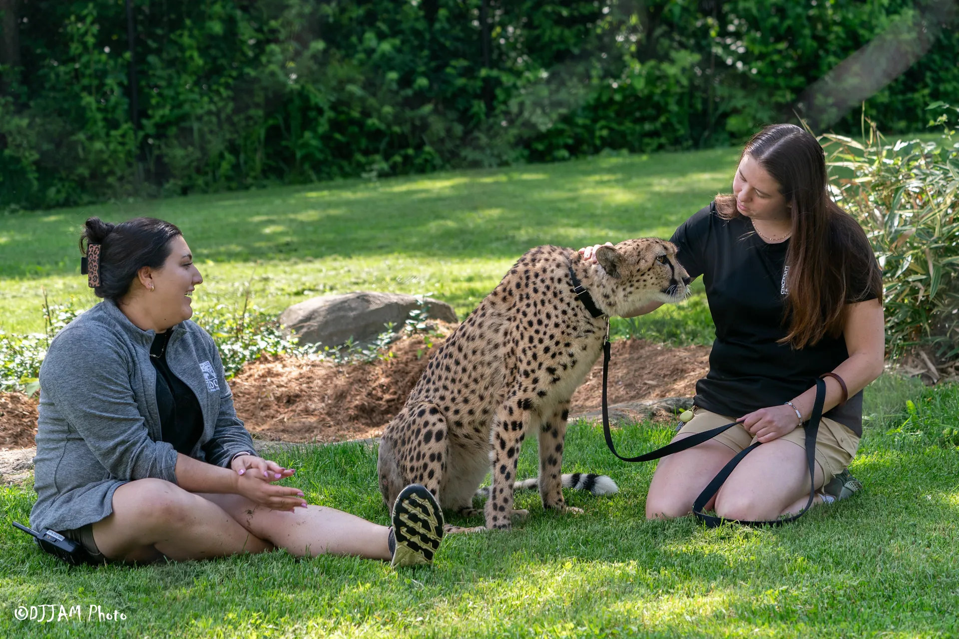kris the cheetah with care team