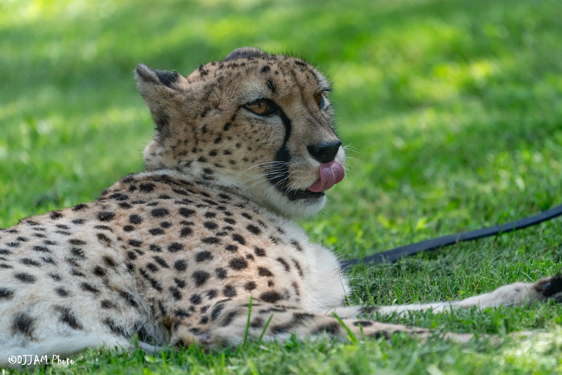 kris the cheetah