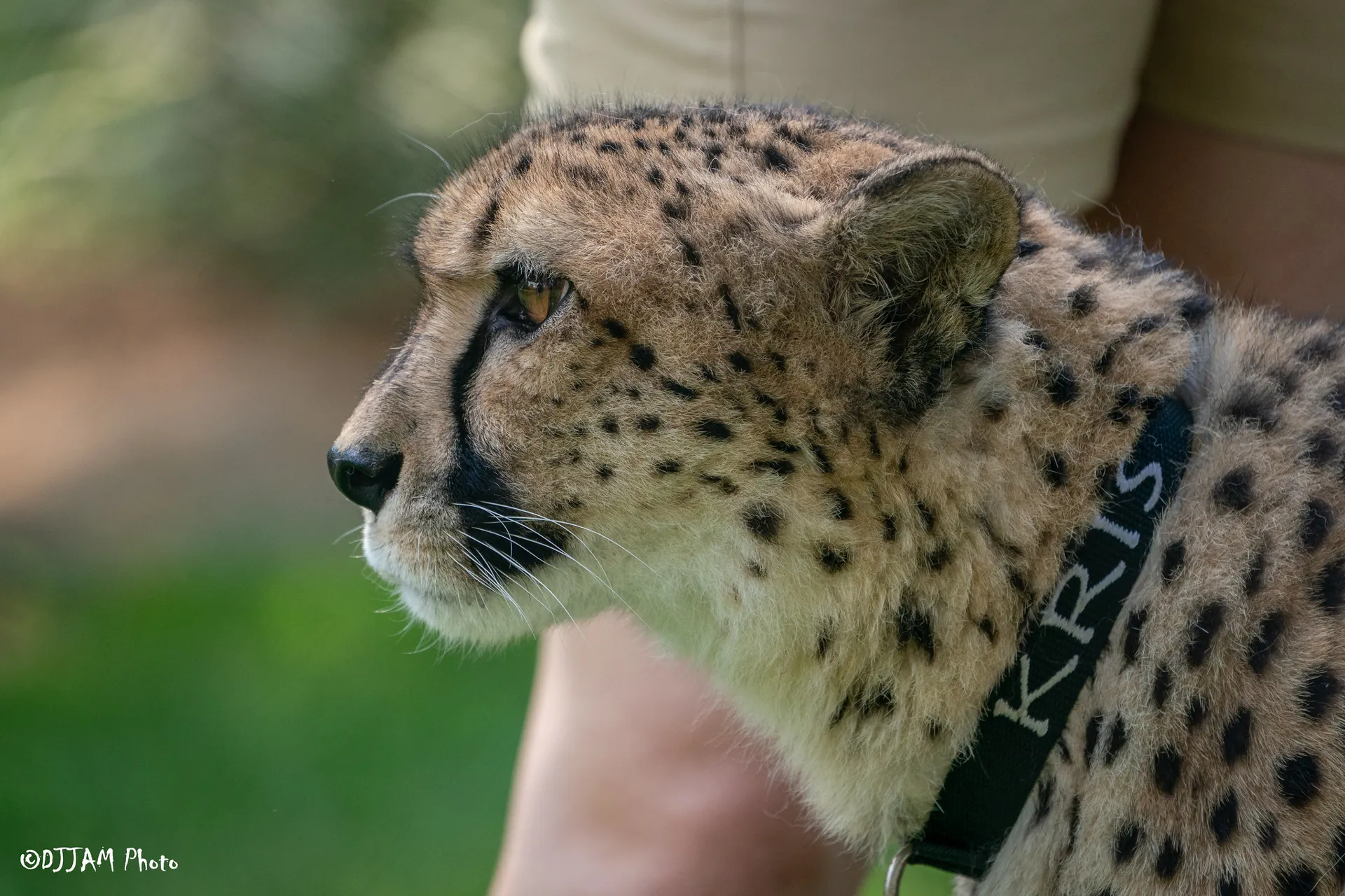 kris the cheetah