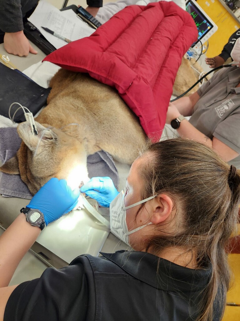 Vet Staff at the Cincinnati Zoo
