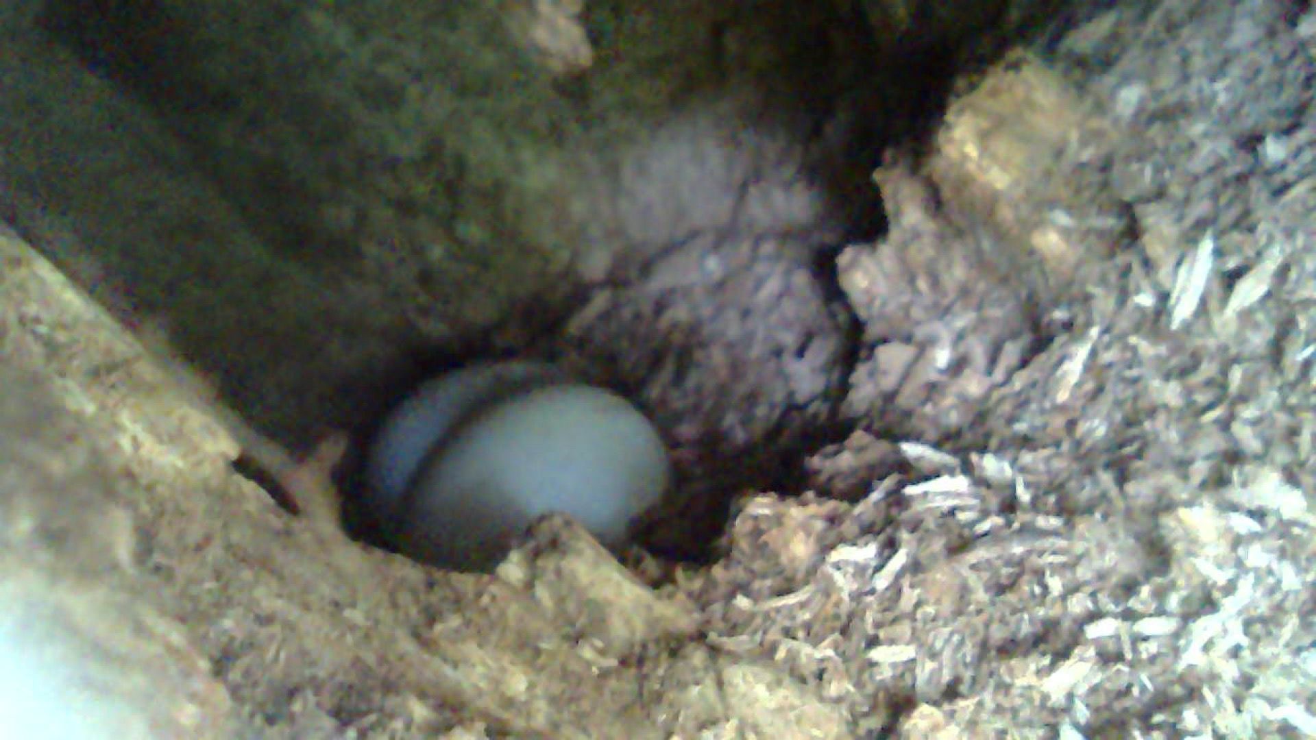 Hinanao and Tutuhan's two eggs, borescope photo - Photo Credit TNC-ZSL