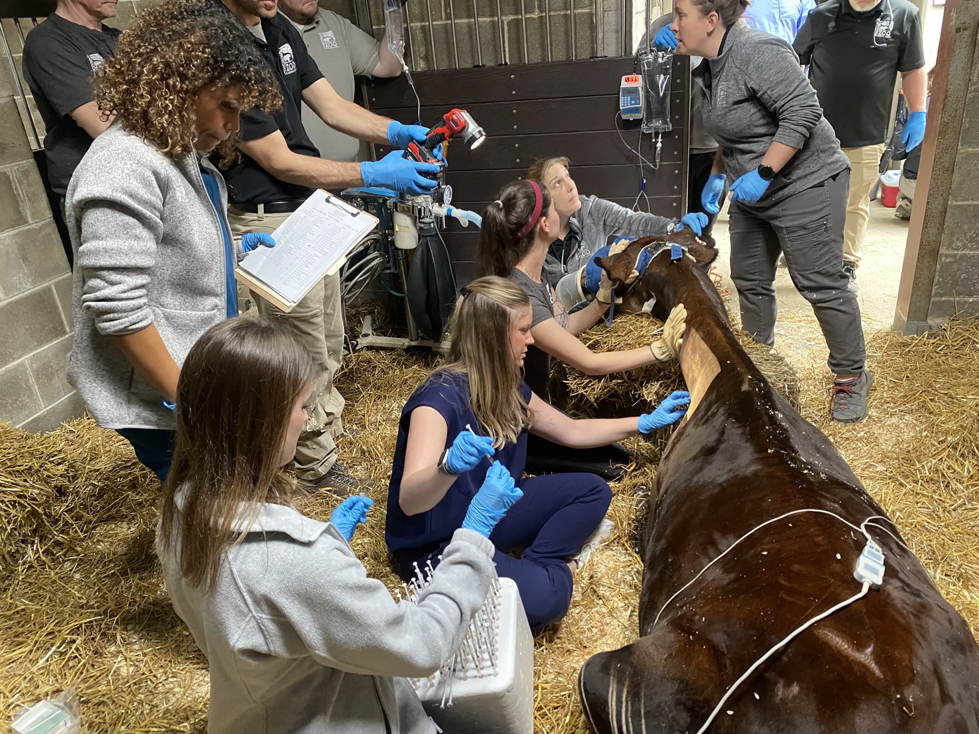 okapi allergy test