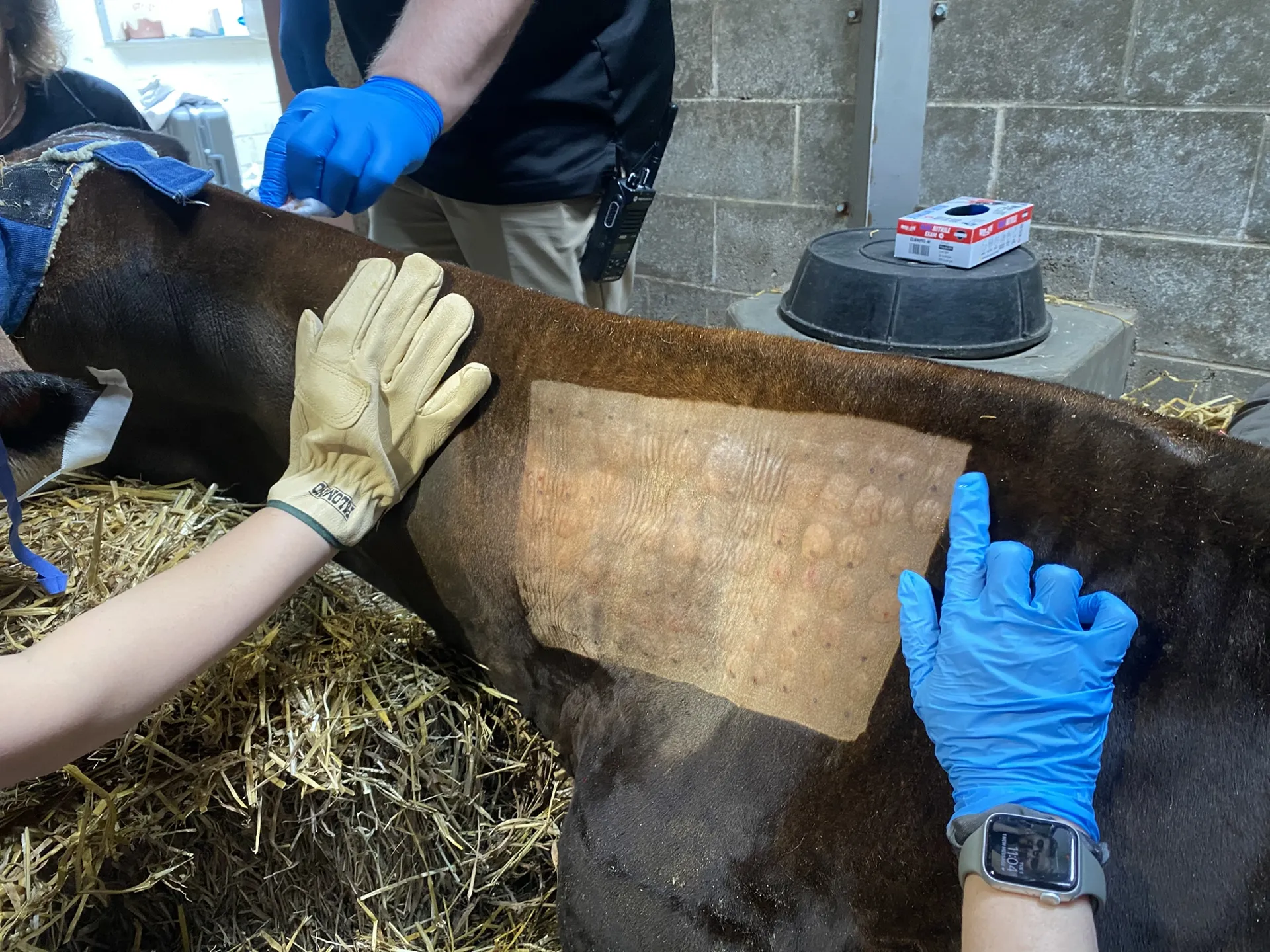 okapi allergy test