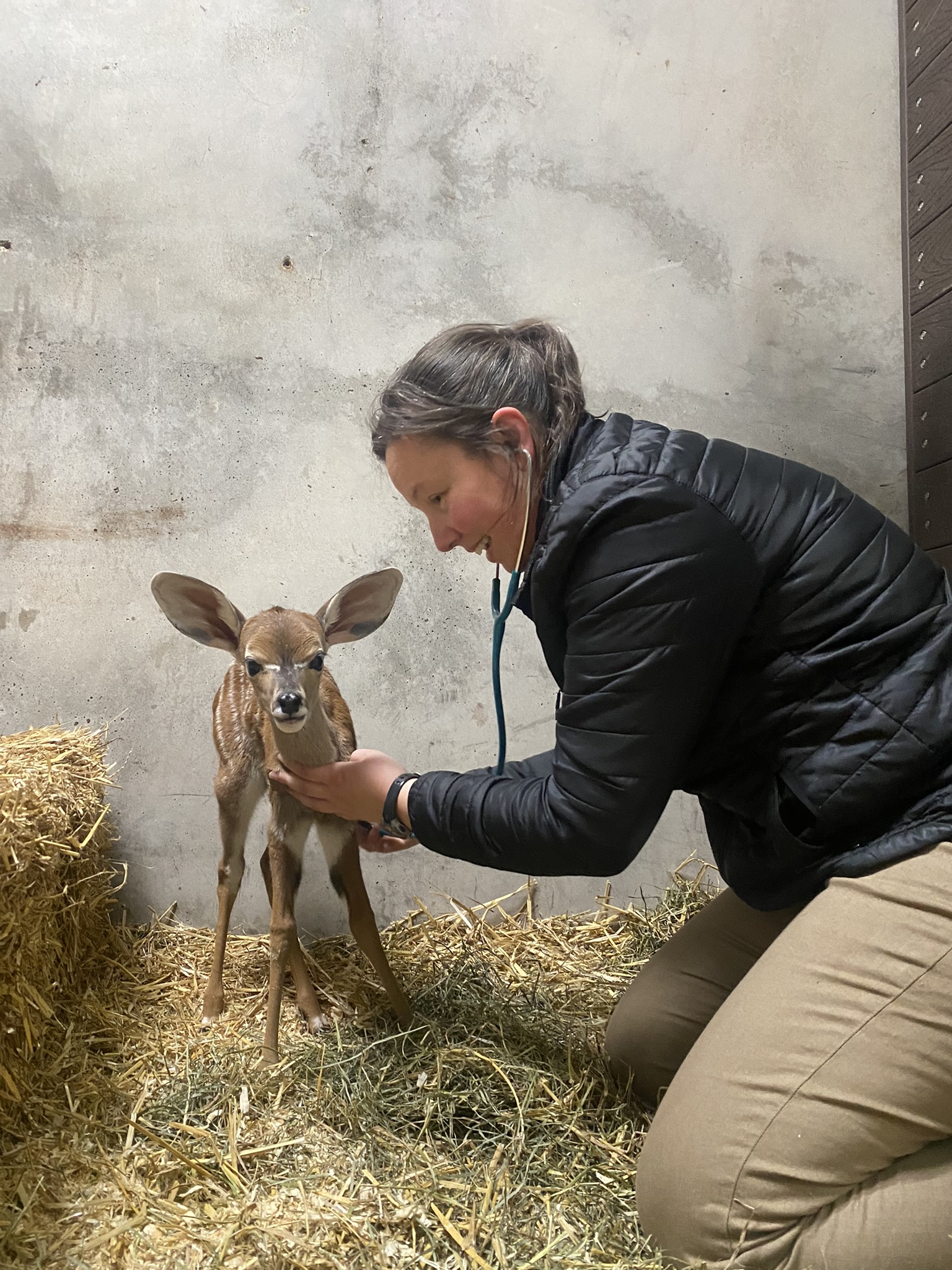 Vet Staff at the Cincinnati Zoo