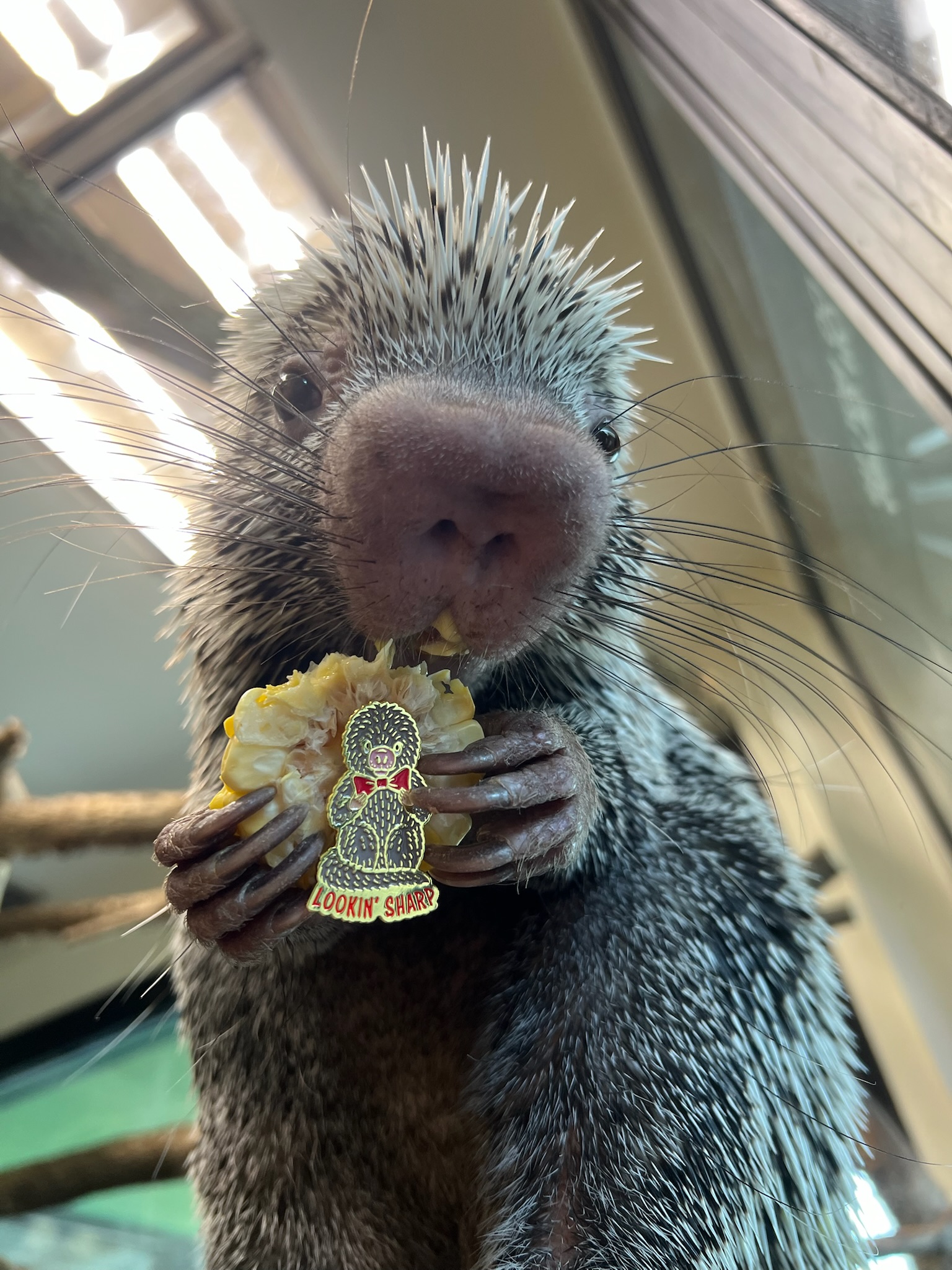 Rico the porcupine holding an ear of corn with his collectible pin that says 'looking sharp'
