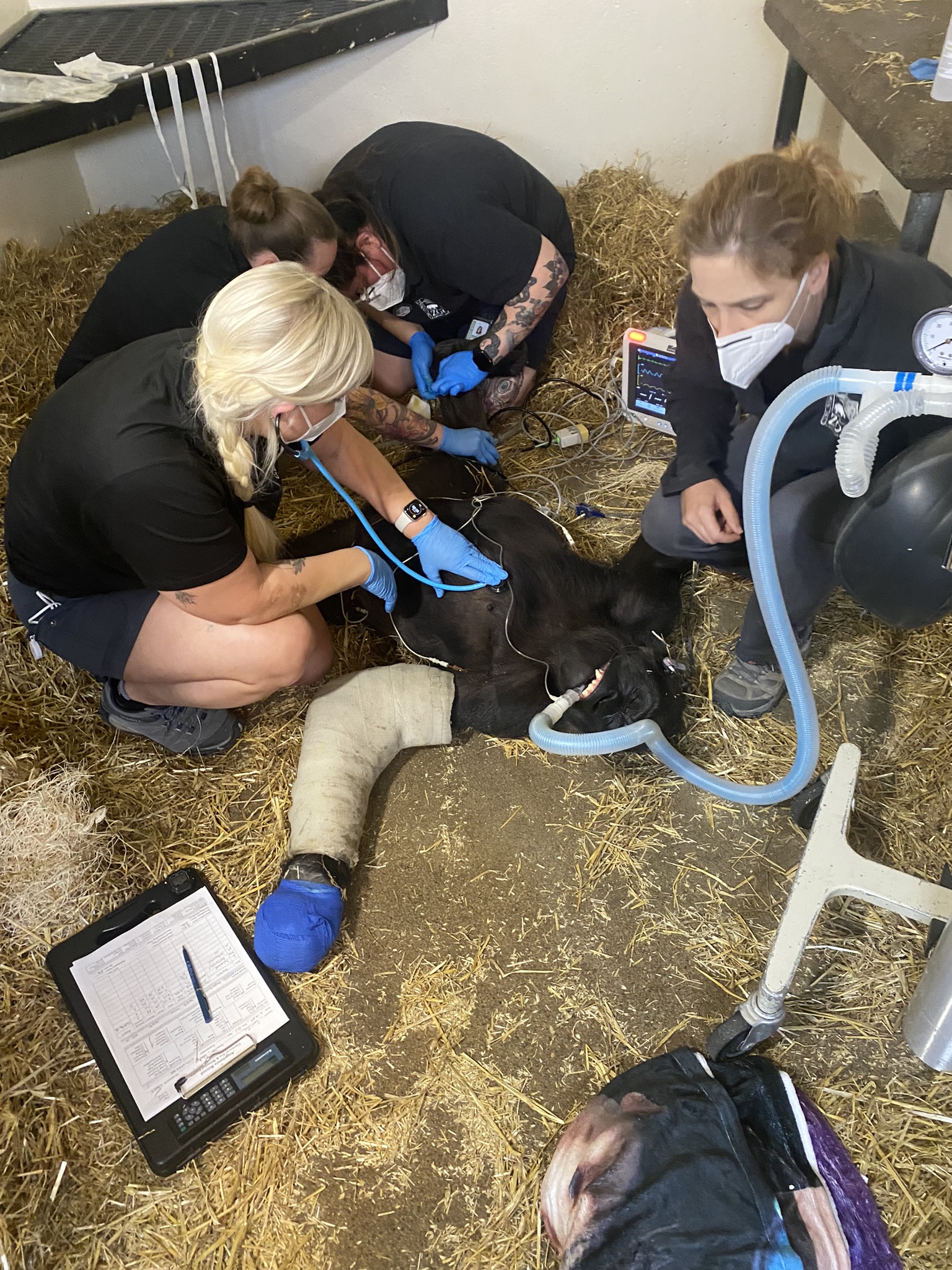 Vet Staff at the Cincinnati Zoo