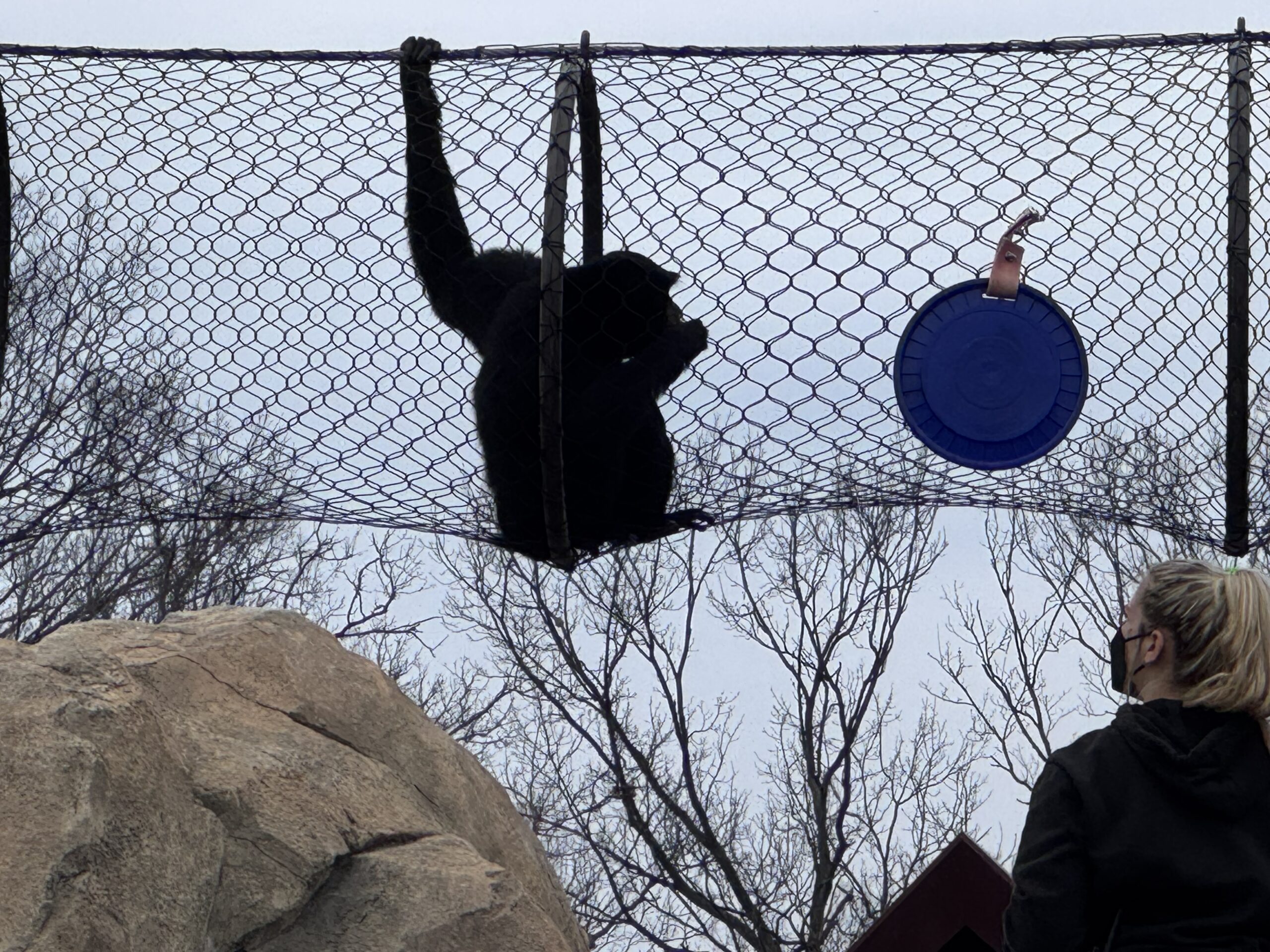 siamang in tunnel above guests