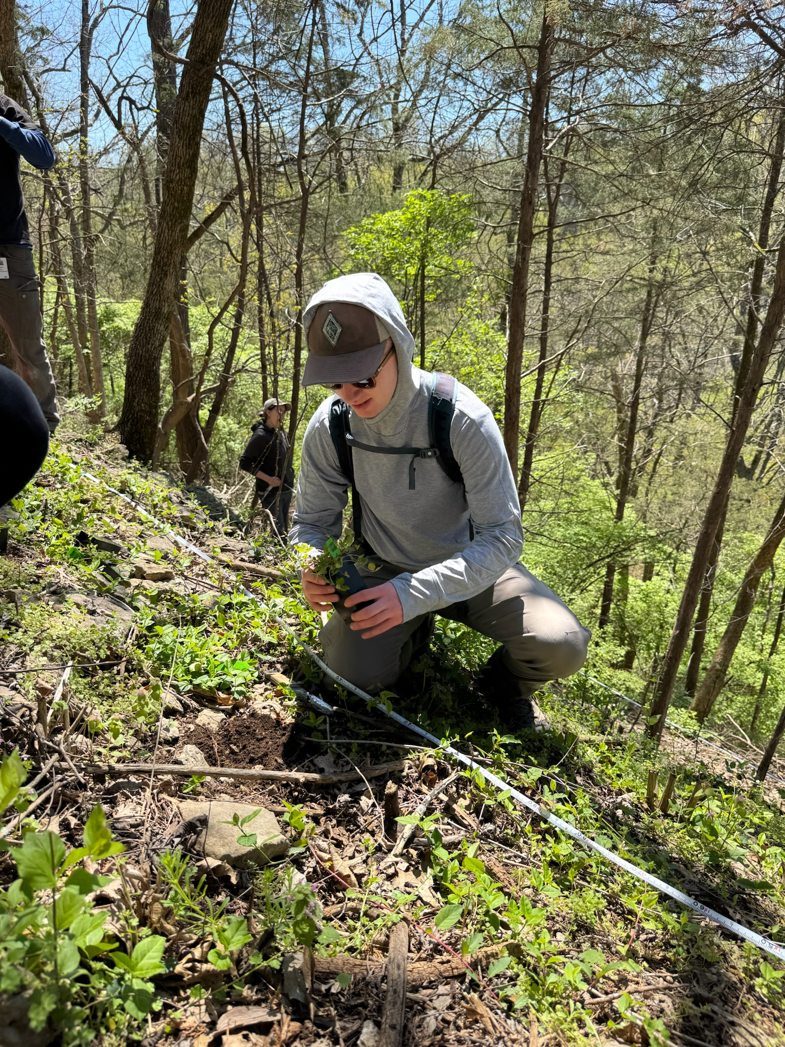 Kentucky Clover Restoration