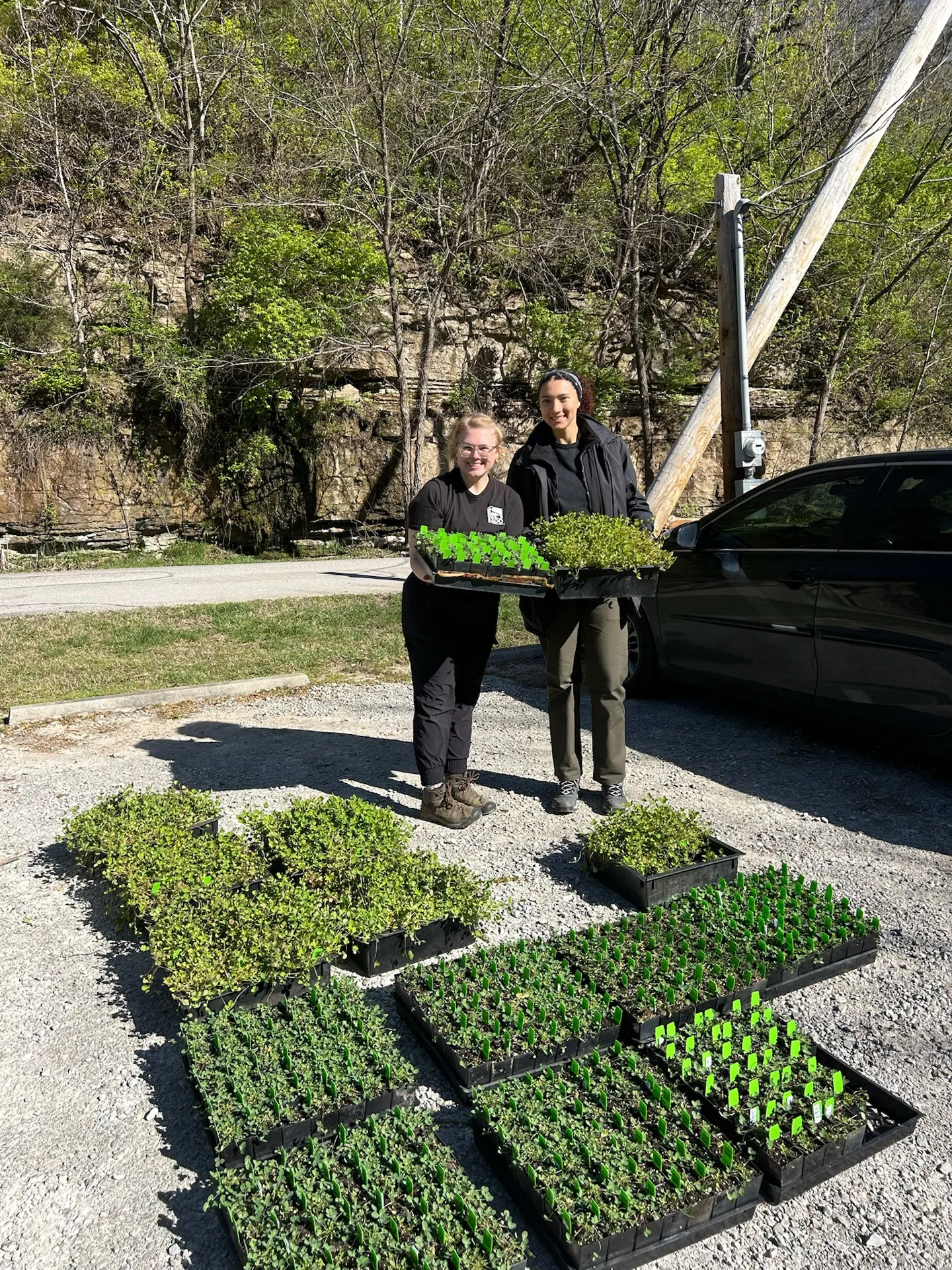 Kentucky clover Restoration1