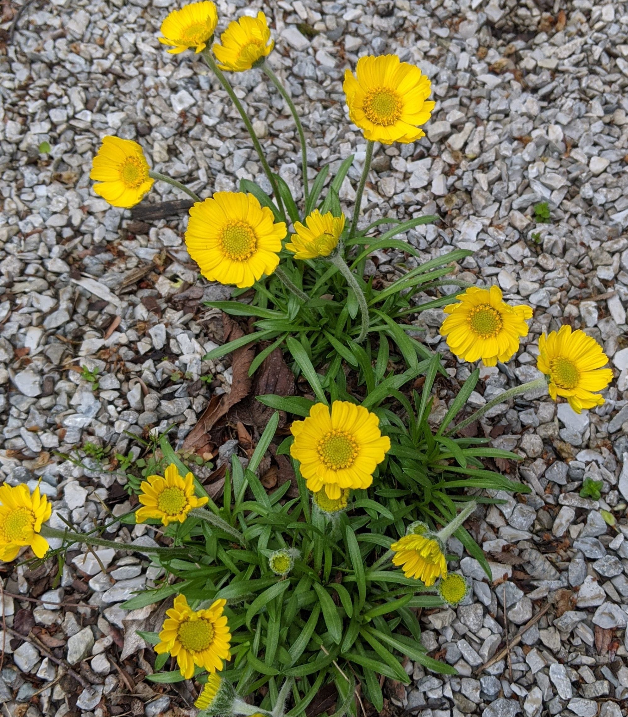 Lakeside Daisy