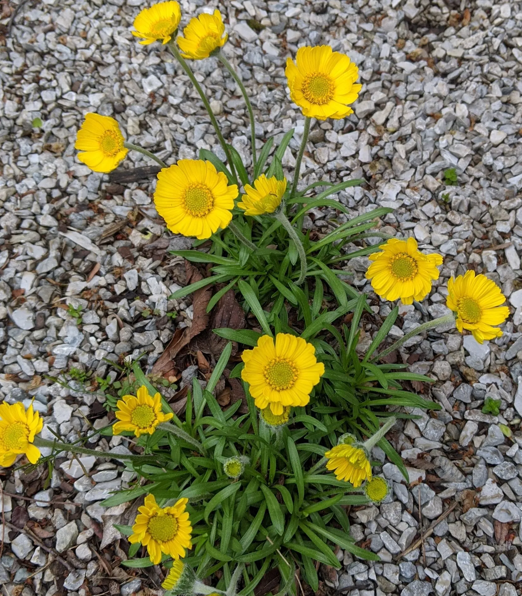 Happy Native Plant Month!