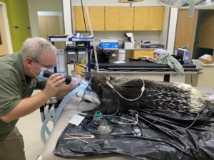 Vet Staff at the Cincinnati Zoo