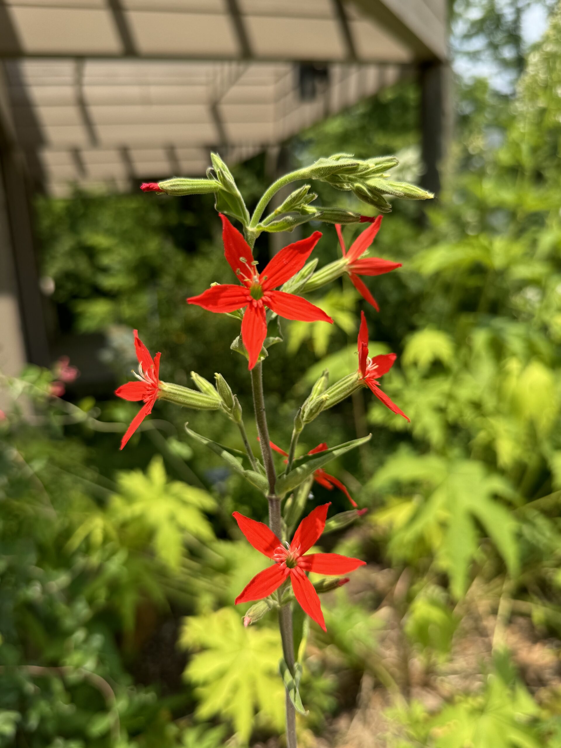 Royal Catchfly