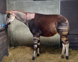Dermatologist Helps Cincinnati Zoo Pinpoint Possible Causes of Female Okapi’s Skin Issues