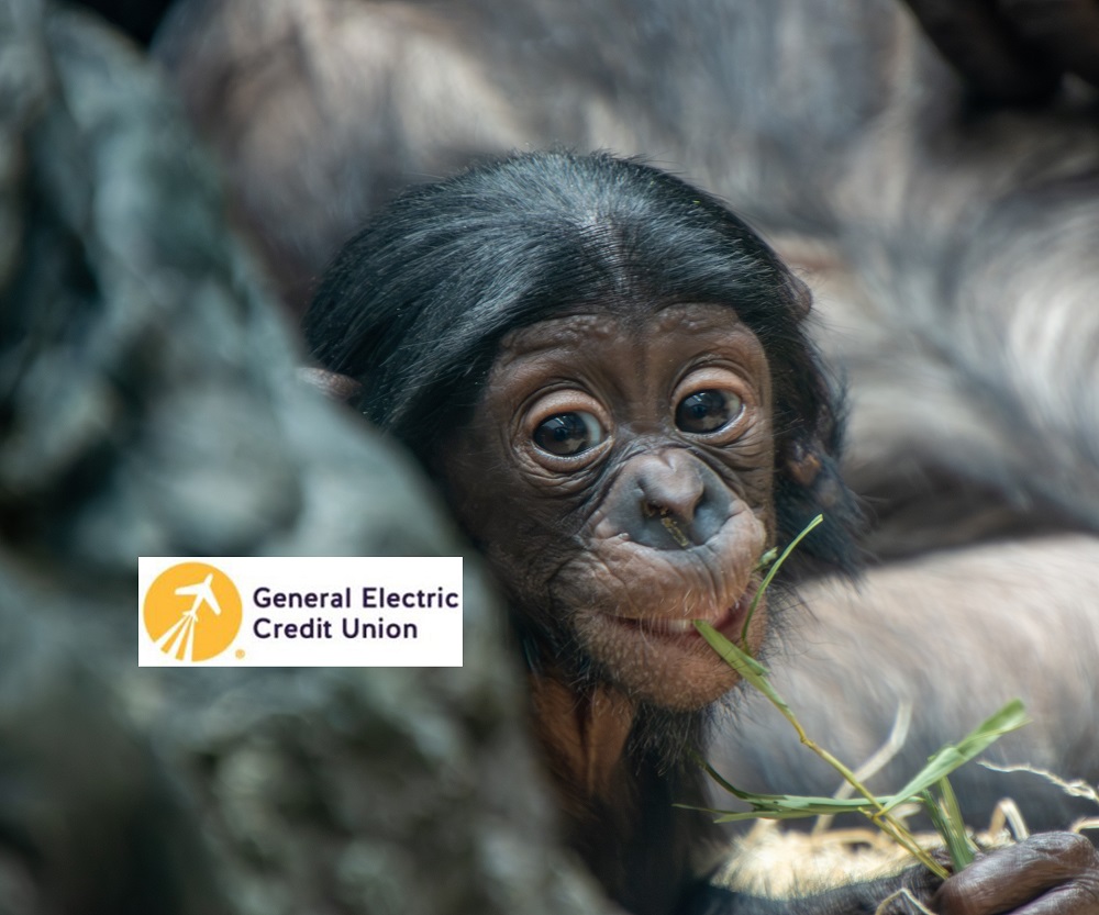 bonobo zoo babies