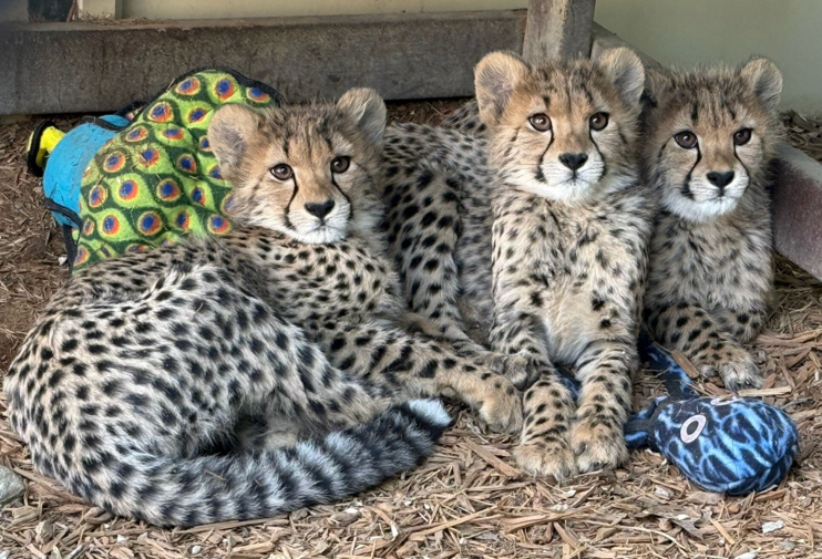 May is Zoo Babies Month at the Cincinnati Zoo!