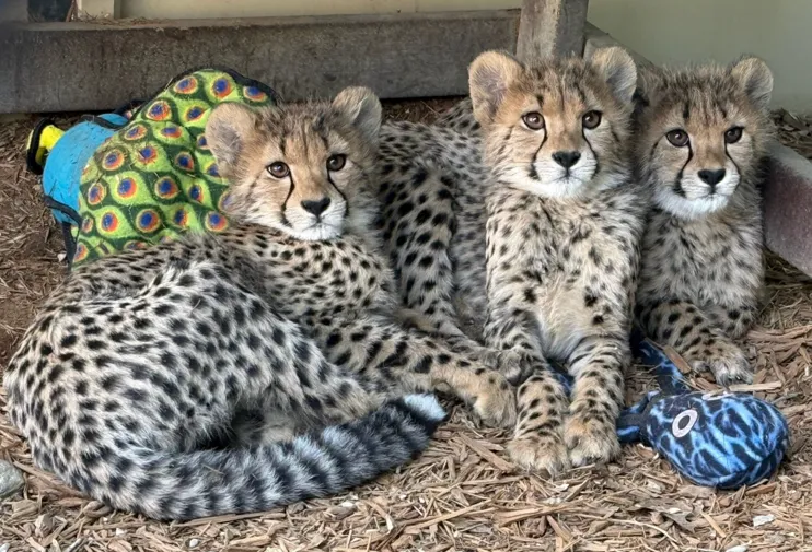 zola lulu kiara cheetah cubs