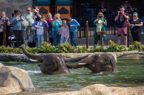 elephant swimming pool guests