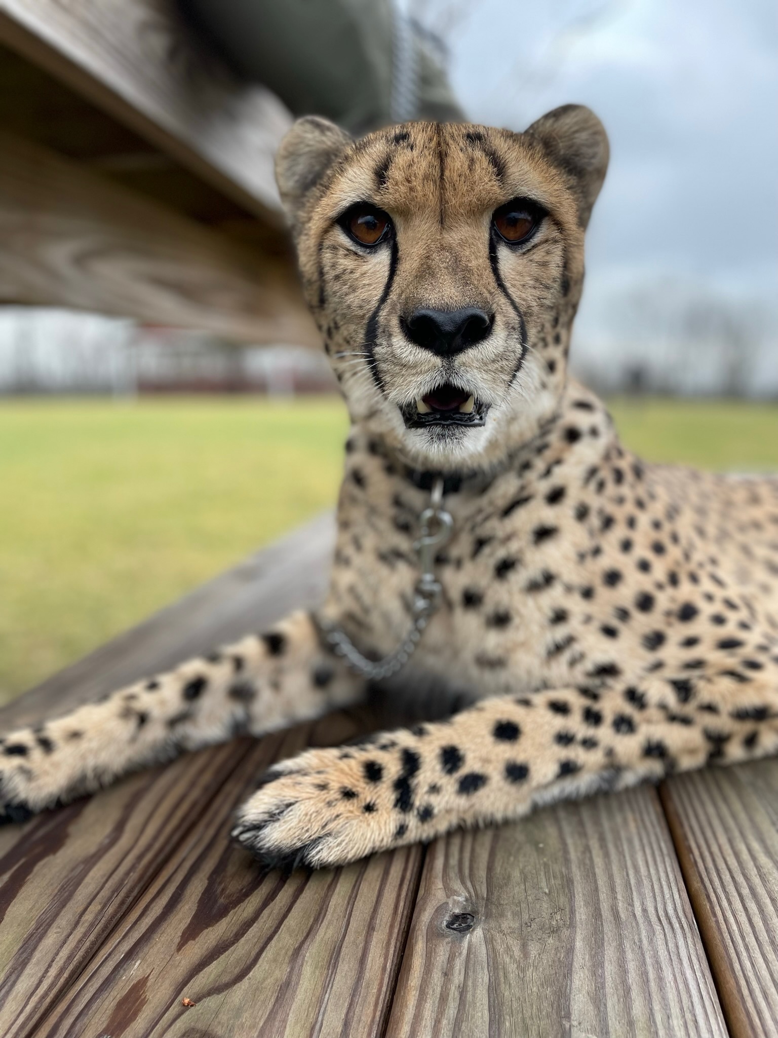 kris cheetah
