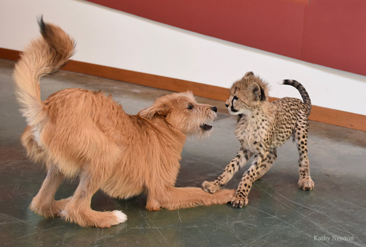 kris cheetah with companion dog remus