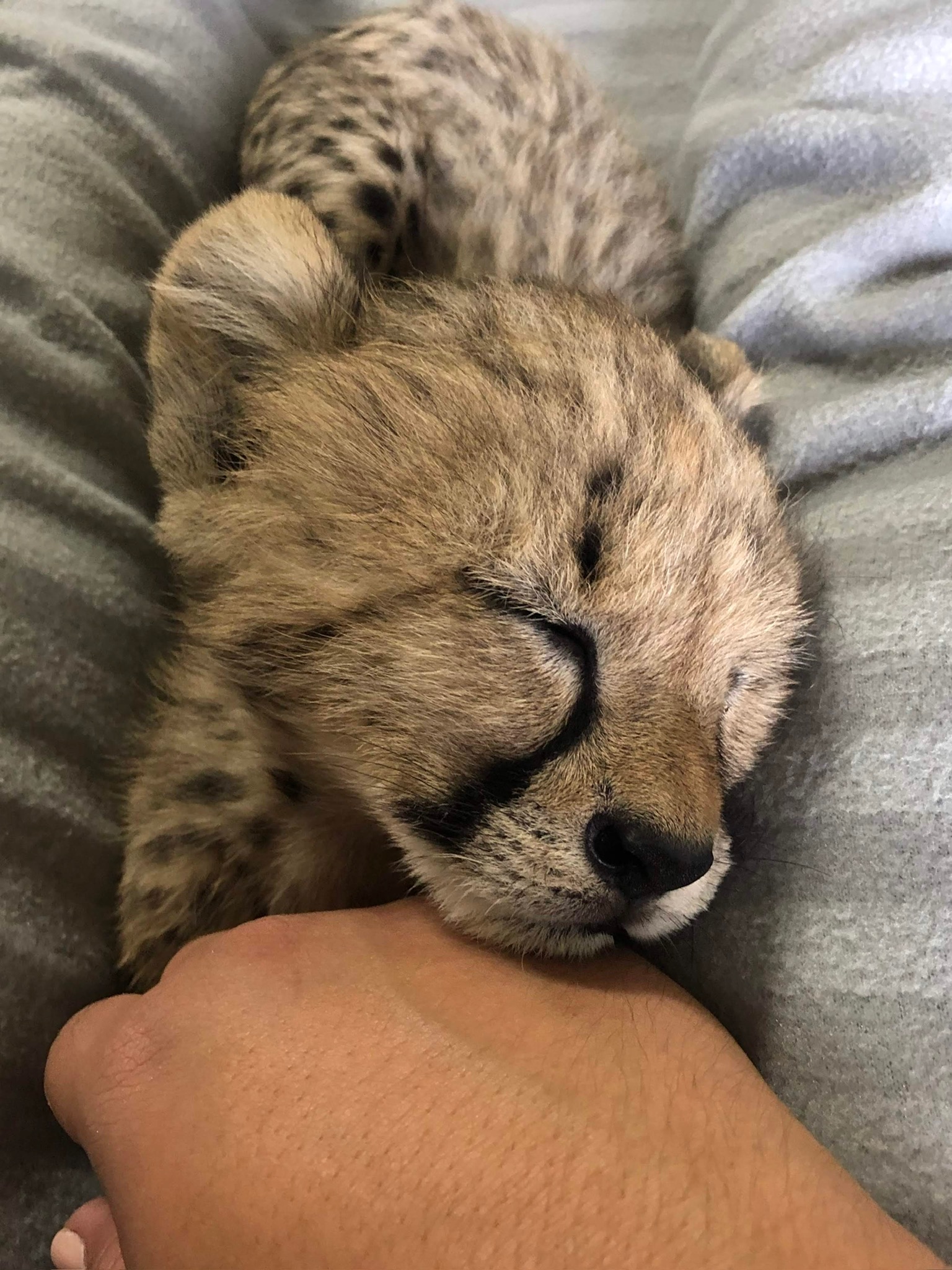 kris cheetah sleeping
