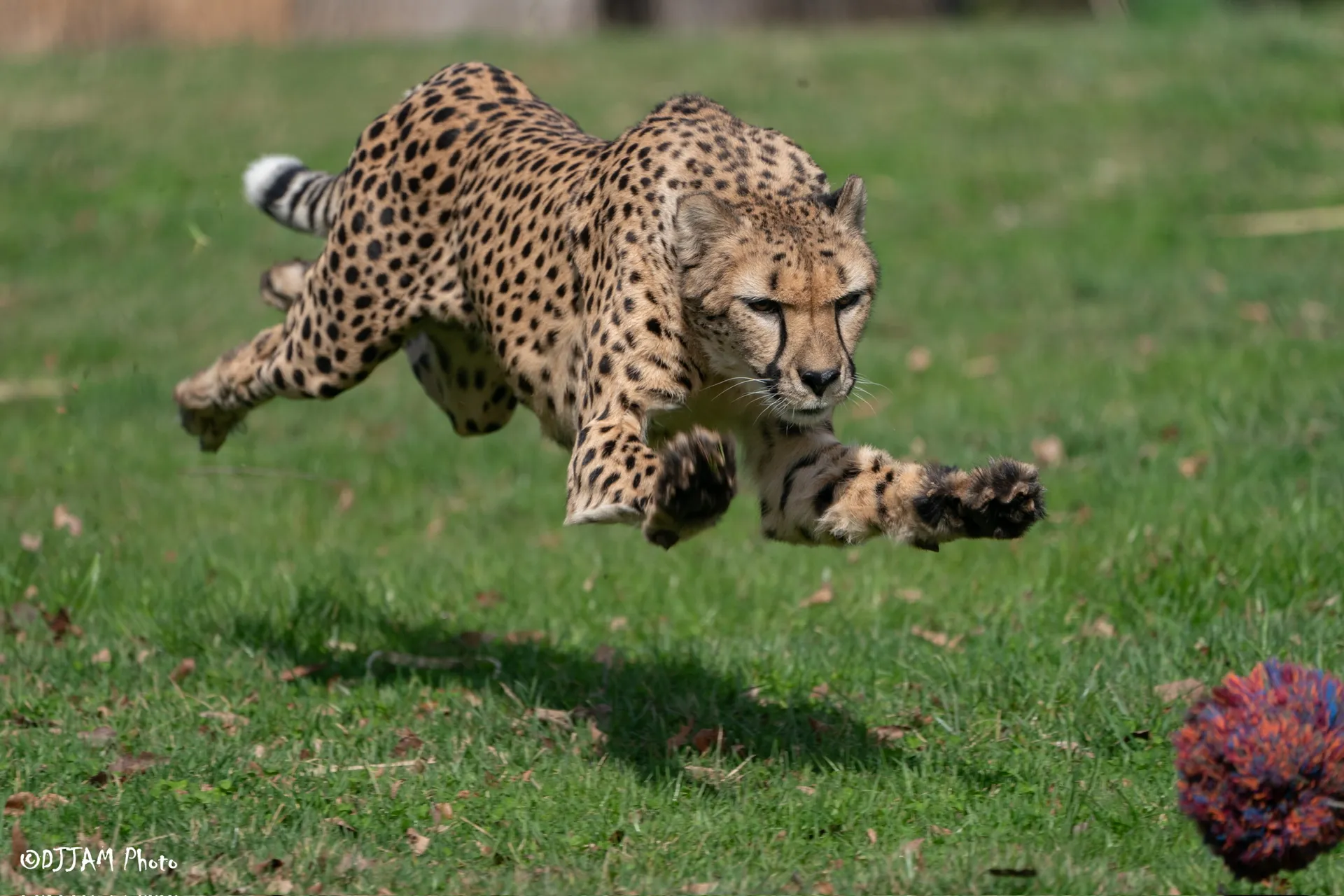 kris cheetah run