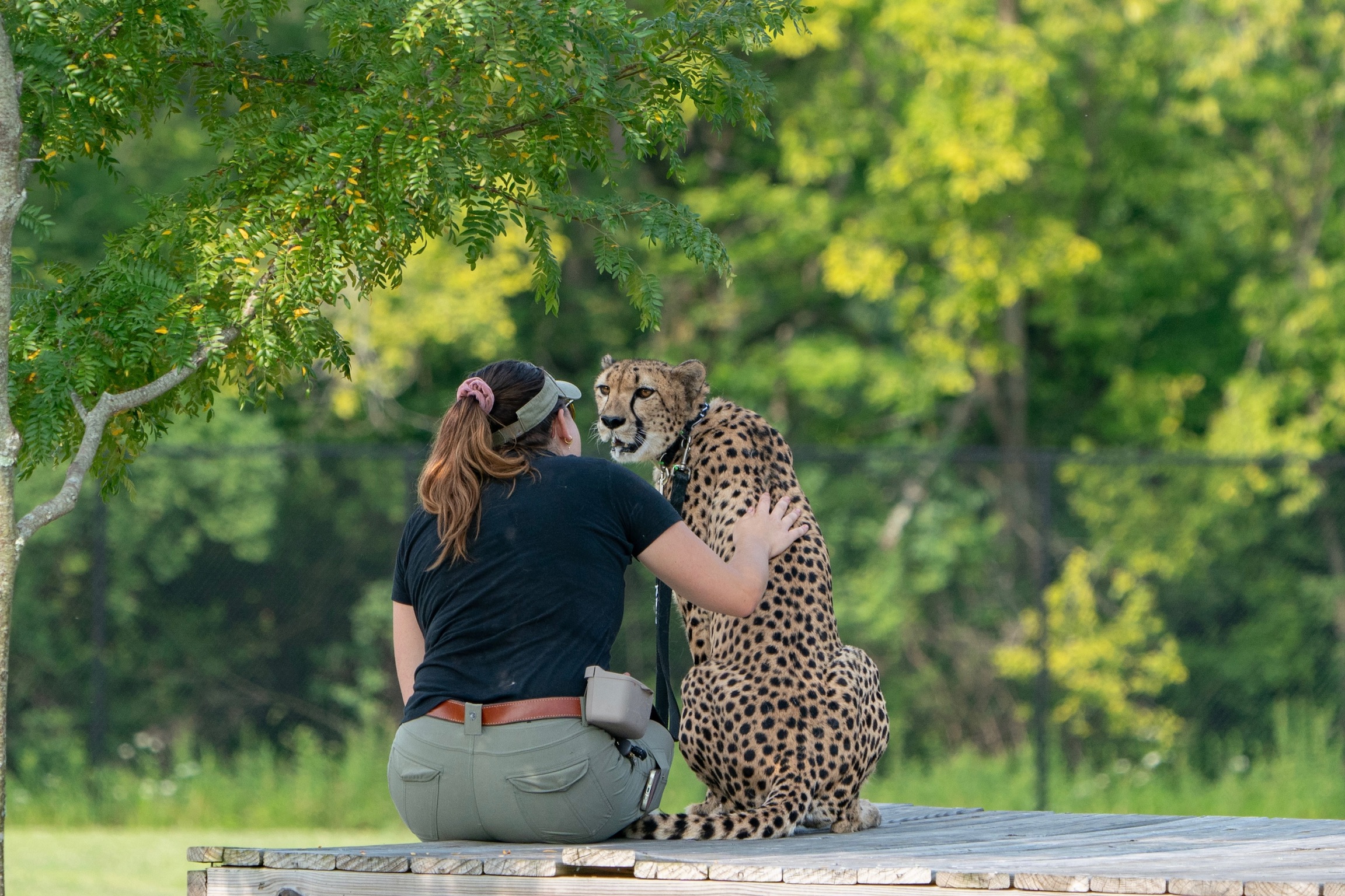 kris cheetah with keeper