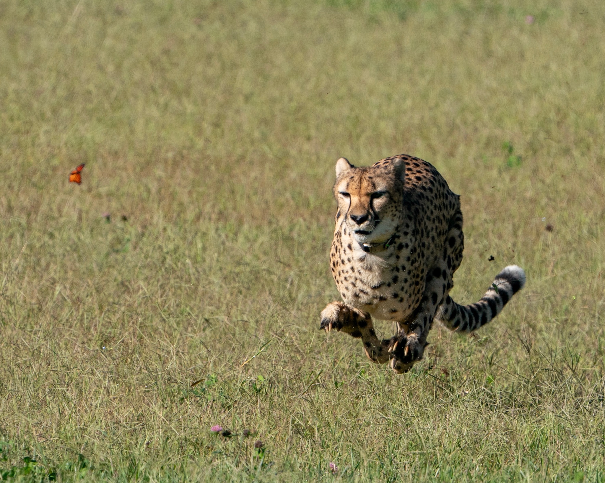 kris cheetah run