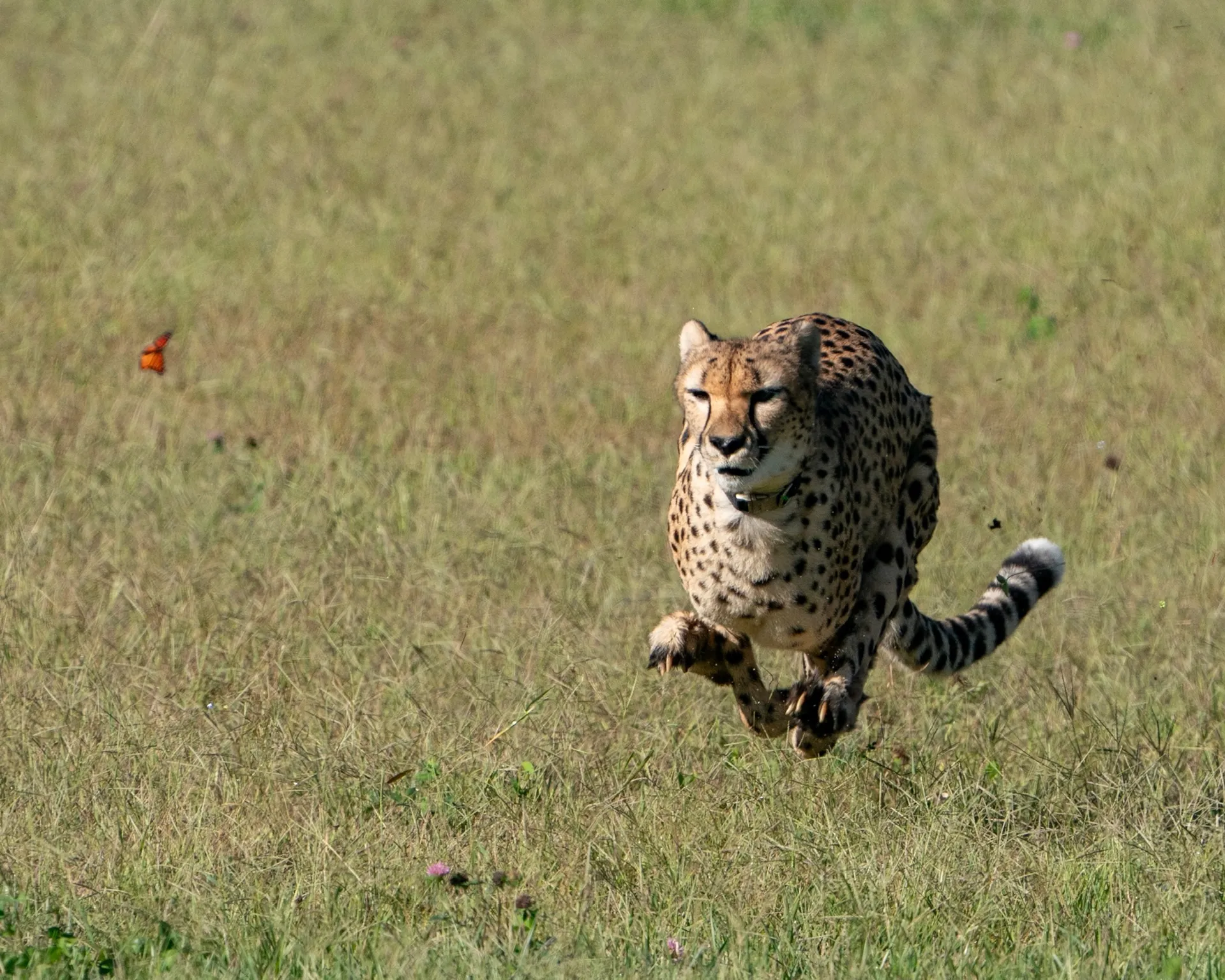 Kris the Cheetah’s Road to Recovery