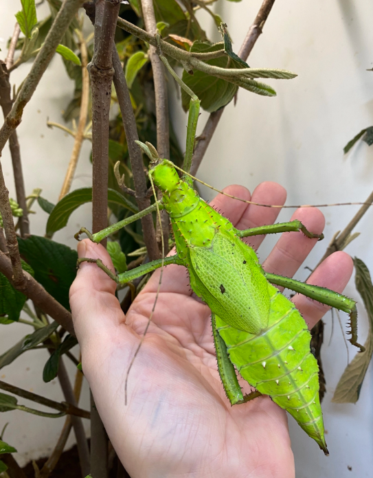 A giant spiny leaf insect ready to devour today's viburnum!