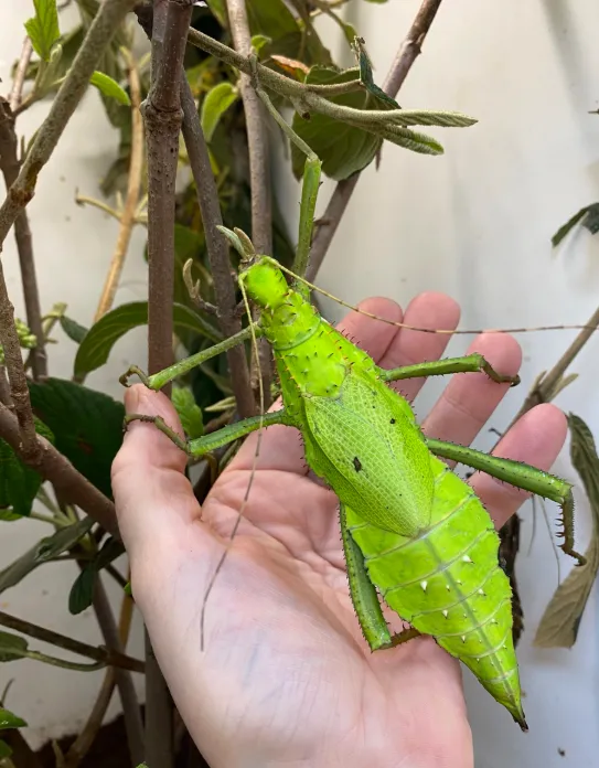 A giant spiny leaf insect ready to devour today's viburnum!