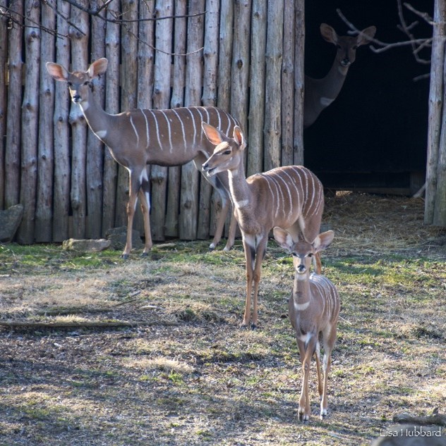 lesser kudu mom baby