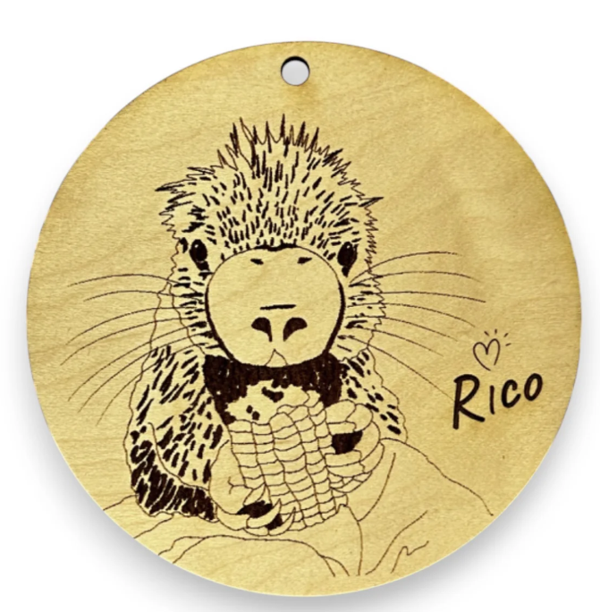 rico porcupine