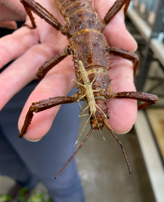 A thorny devil adult and baby - our biggest eaters