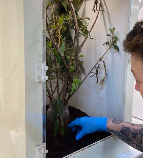 Kelli adding fresh leaves for her walking sticks