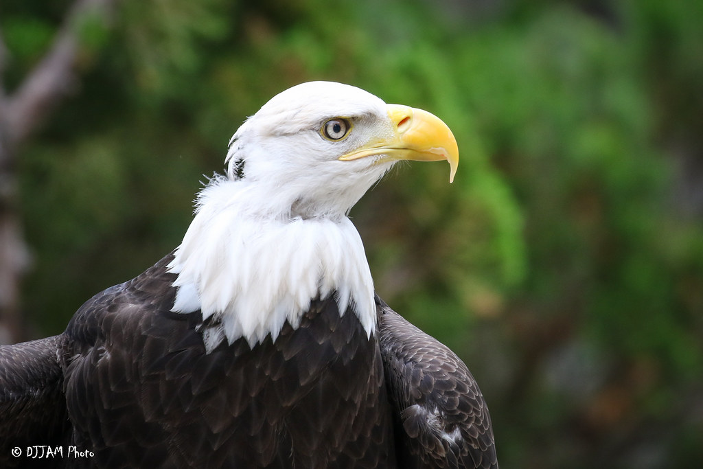 Conservation Works . . .Thanks to the Endangered Species Act