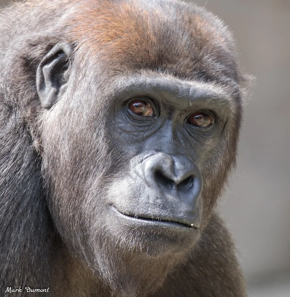 Gladys the gorilla