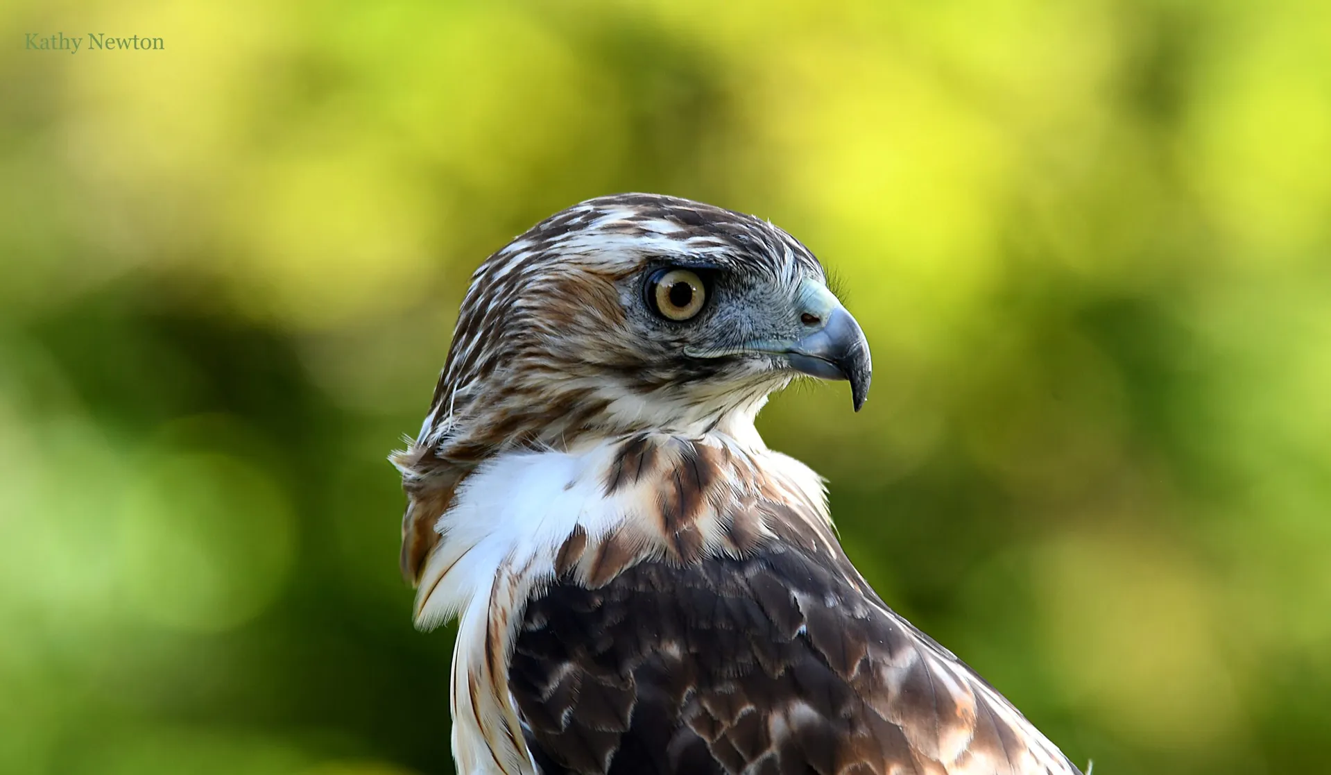 red-tailed hawk