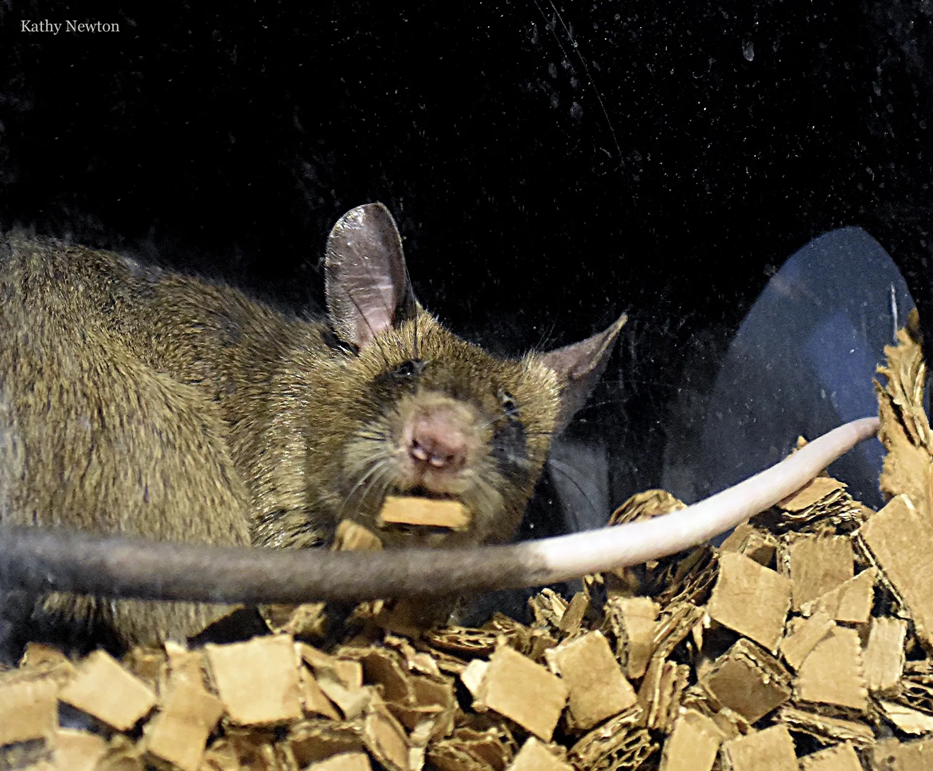 east african savannah pouched rat