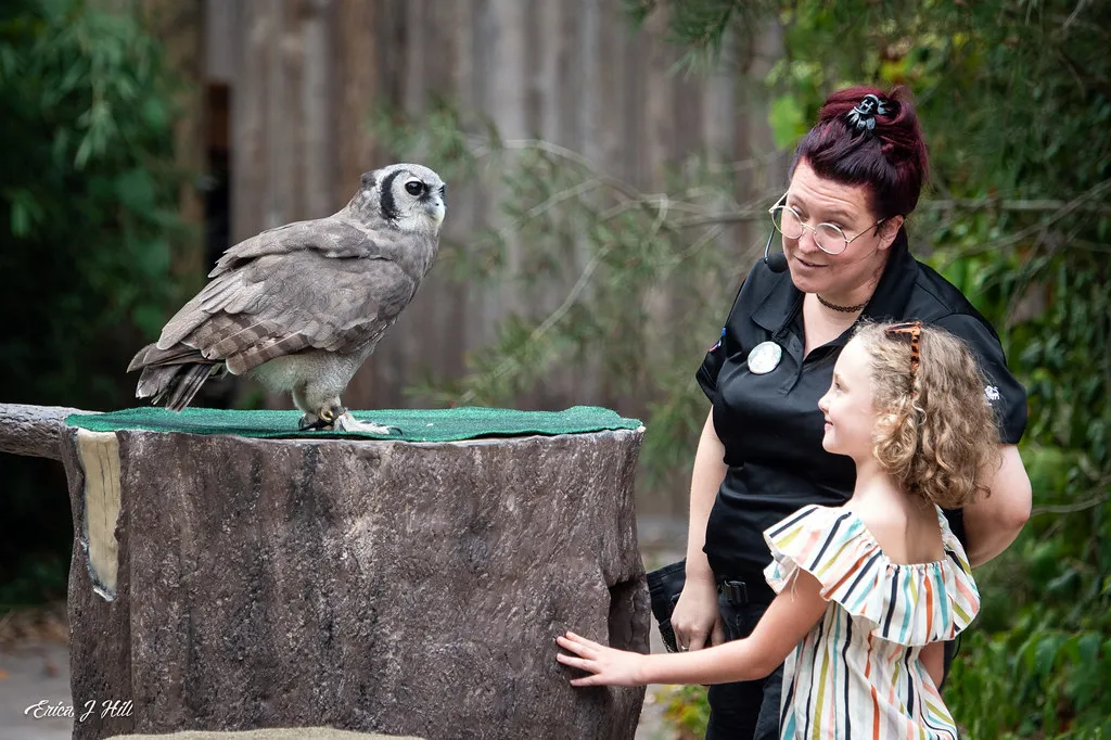keeper and child looking at ori the milky eagle owl