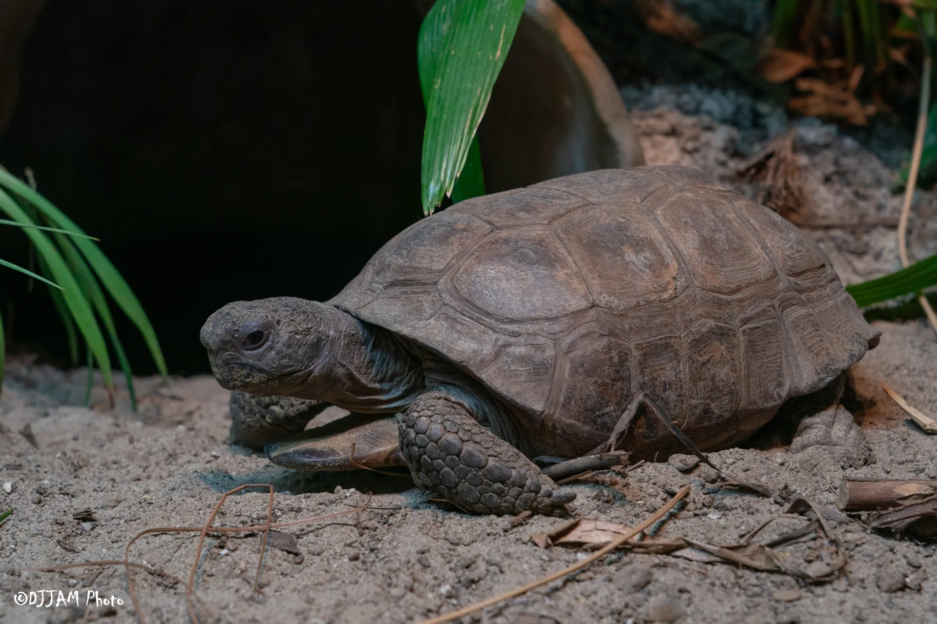 gopher tortoise