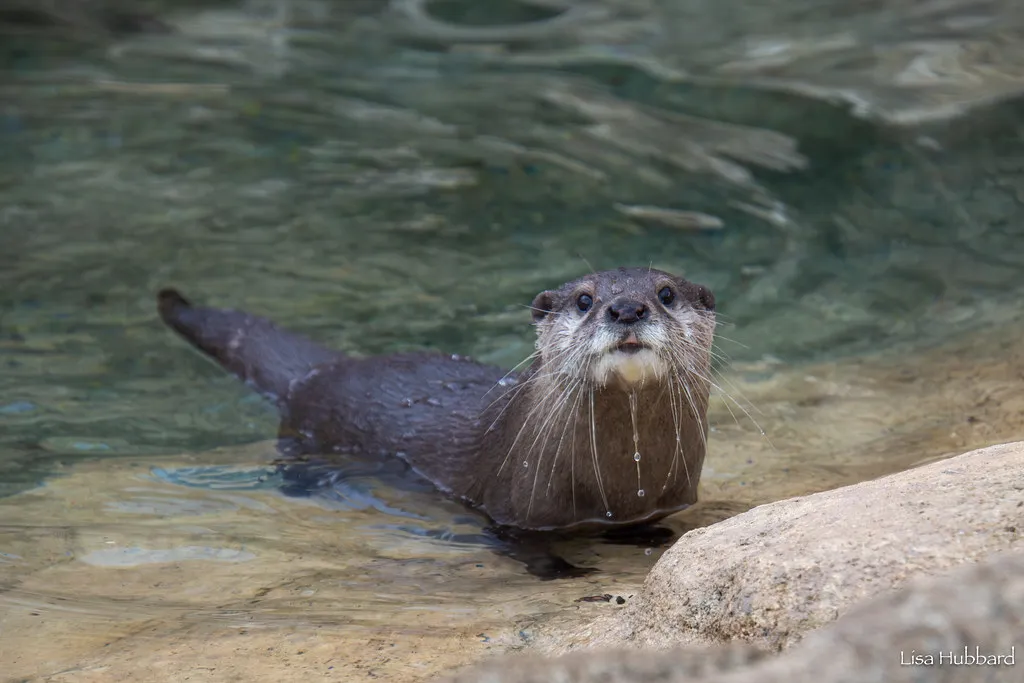 otter in the water