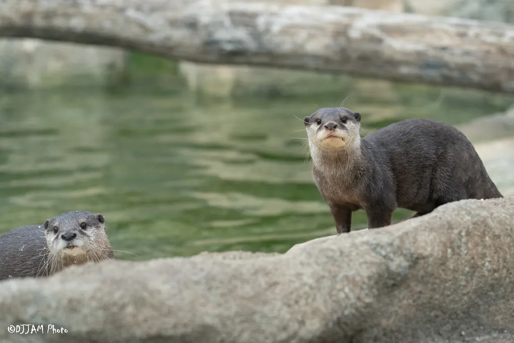 Otterly Adorable Addition to Zoo Babies