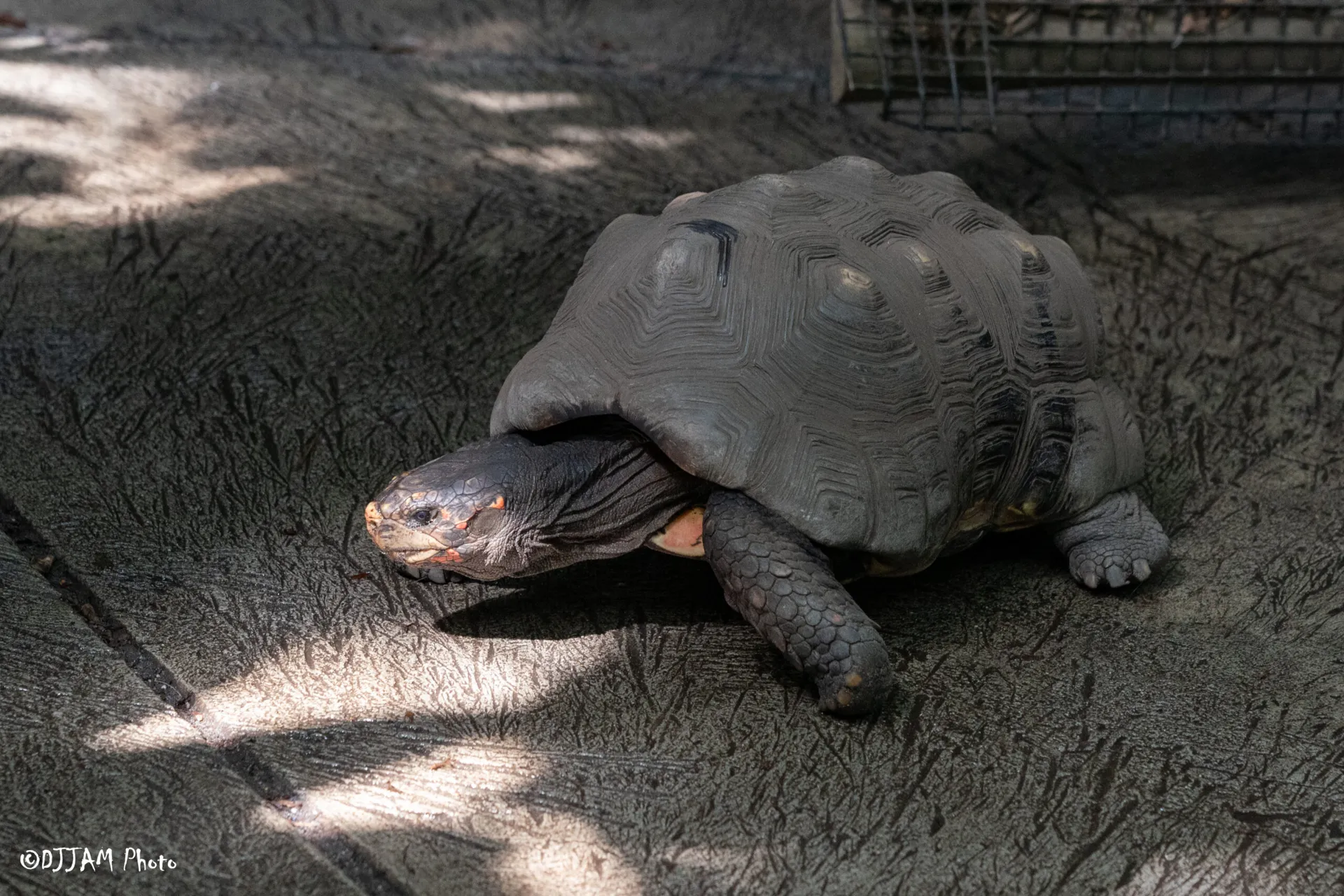 red footed tortoise